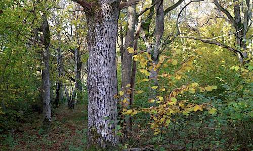 Foto: Stefan Svenaeus