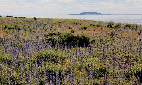 Blåeld. Foto: Stefan Svenaeus
