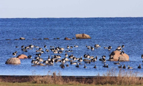 Foto: Stefan Svenaeus