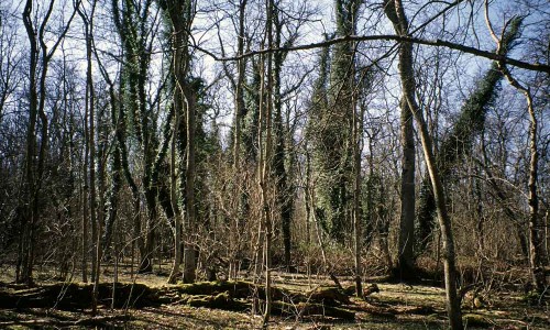 Foto: Stefan Svenaeus