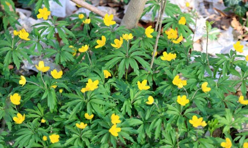 Gulsippor i Vickleby ädellövskog. Foto: Stefan Svenaeus
