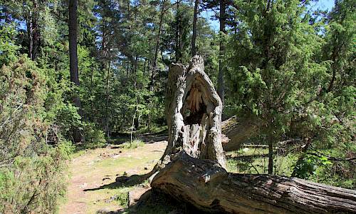 Foto: Stefan Svenaeus