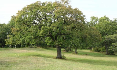 Foto: Stefan Svenaeus 2014