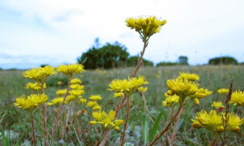Stor fetknopp. Foto: Stefan Svenaeus
