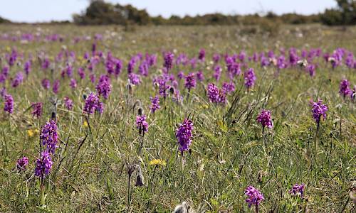 Sankt Pers nycklar. Foto: Stefan Svenaeus