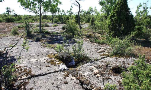 Foto: Stefan Svenaeus