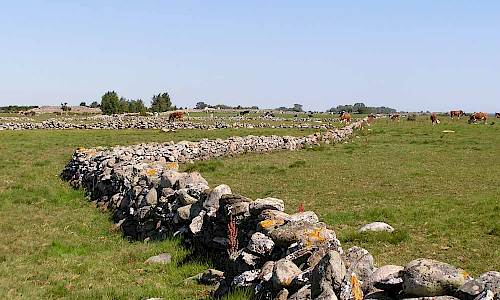 Foto: Stefan Svenaeus