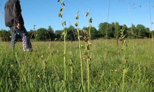 Flugblomster. Foto: Stefan Svenaeus