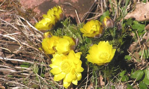 Våradonis eller arontorpsros. Foto: Stefan Svenaeus