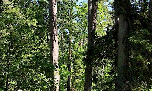 Foto: Stefan Svenaeus