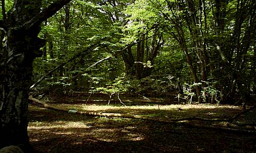 Fotograf: Daniel Cluer