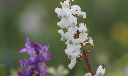Vit hålnunneört. Foto: Stefan Svenaeus