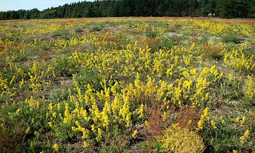 Gulmåra Foto: Stefan Svenaeus 2019