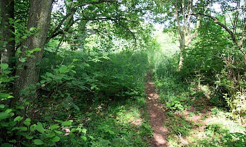 Foto: Stefan Svenaeus 2014