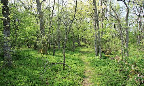Foto: Stefan Svenaeus 2014