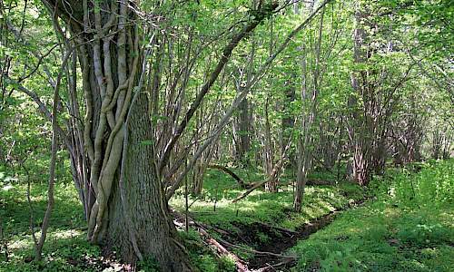 Foto: Stefan Svenaeus