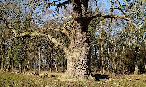 Foto: Stefan Svenaeus