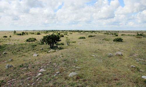 Foto: Stefan Svenaeus