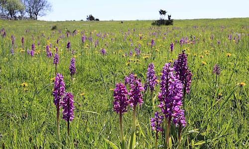 Sankt Pers nycklar. Foto: Stefan Svenaeus