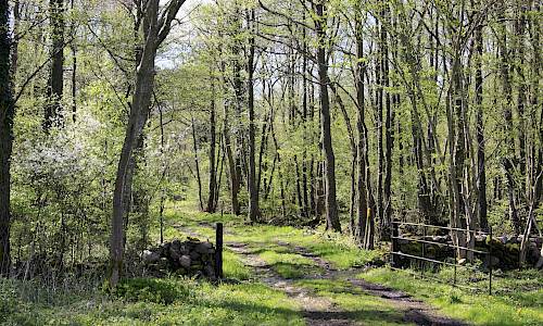 Foto: Stefan Svenaeus 2015