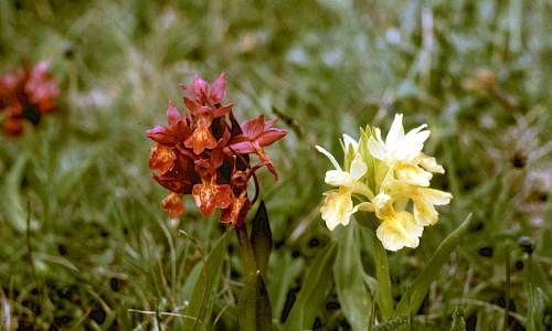 Foto: Stefan Svenaeus