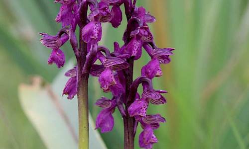Foto: Stefan Svenaeus
