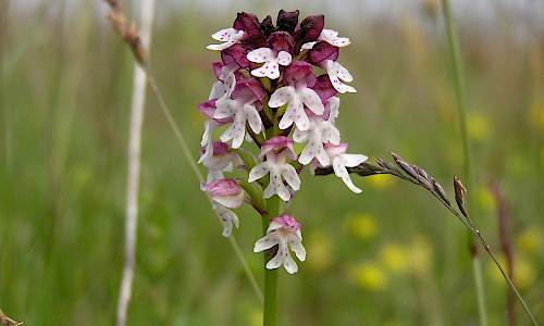 Foto: Stefan Svenaeus