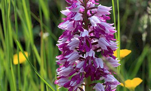 Foto: Stefan Svenaeus