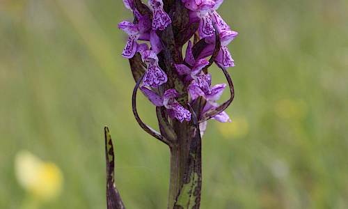 Foto: Stefan Svenaeus