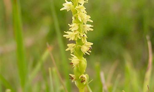 Foto: Stefan Svenaeus