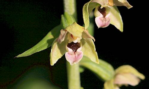 Foto: Stefan Svenaeus