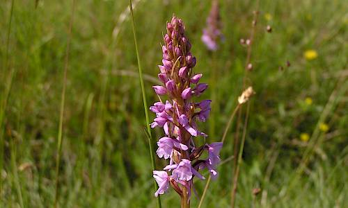Foto: Stefan Svenaeus