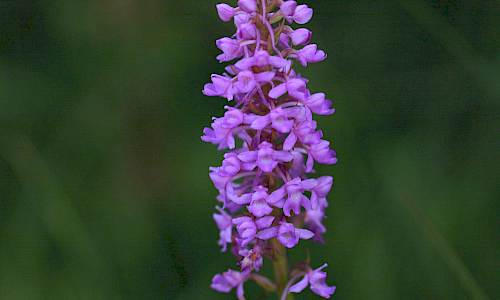 Foto: Stefan Svenaeus