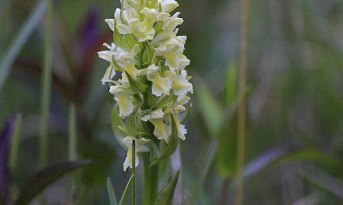 Foto: Stefan Svenaeus