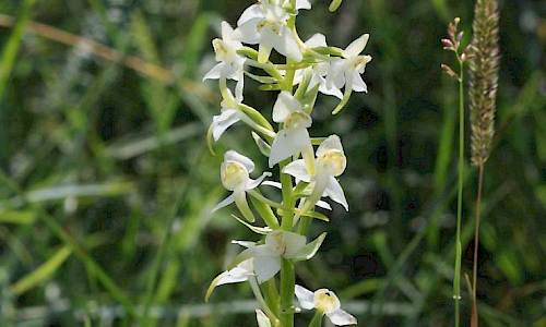 Foto: Stefan Svenaeus