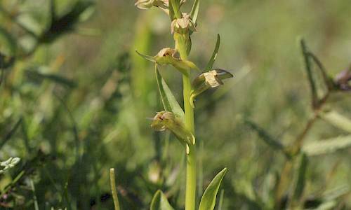 Foto: Stefan Svenaeus