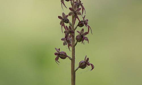 Foto: Stefan Svenaeus