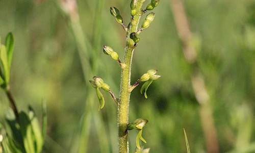 Foto: Stefan Svenaeus