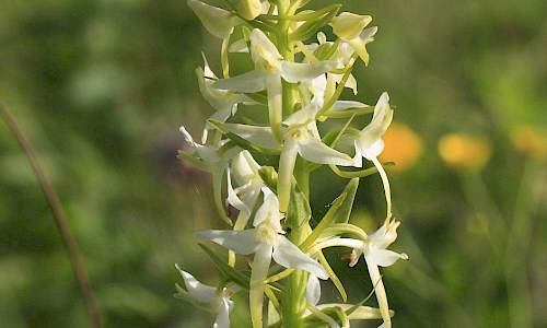 Foto: Stefan Svenaeus