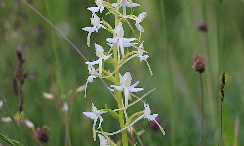 Foto: Stefan Svenaeus