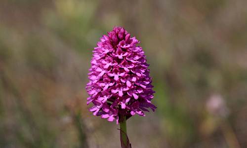Foto: Stefan Svenaeus