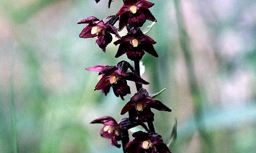 Foto: Stefan Svenaeus