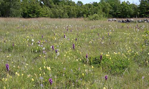 Foto: Stefan Svenaeus 2015