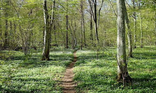Avenbok Foto: Stefan Svenaeus 2017
