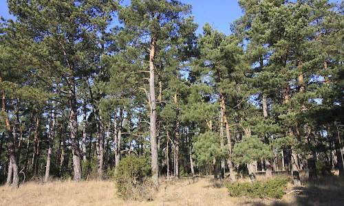 Foto: Stefan Svenaeus
