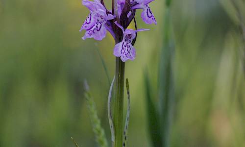 Foto: Stefan Svenaeus