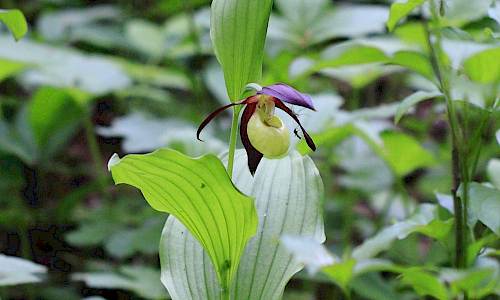 Foto: Stefan Svenaeus
