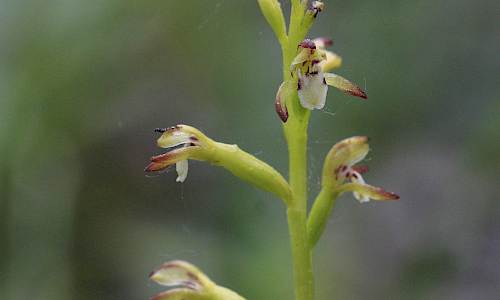 Foto: Stefan Svenaeus