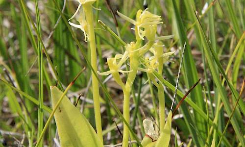 Foto: Stefan Svenaeus