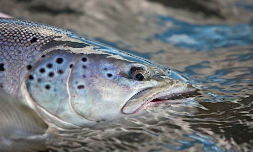 Foto: Bokförlaget Settern